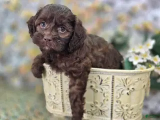 Cockapoo dogs Truffle - Ad 8