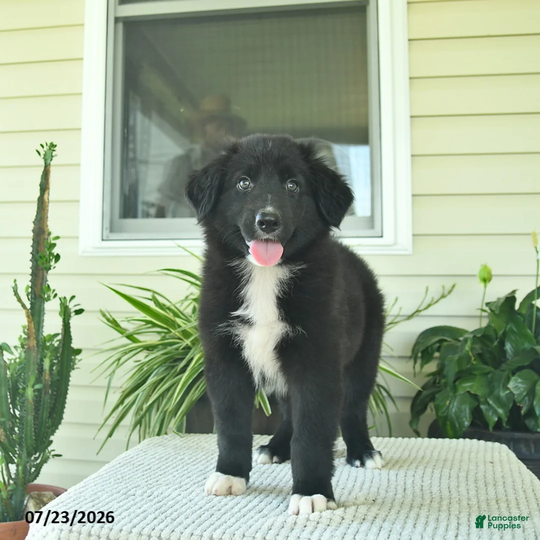 Mixed Breed dogs for sale: Rascal  - Ad 5