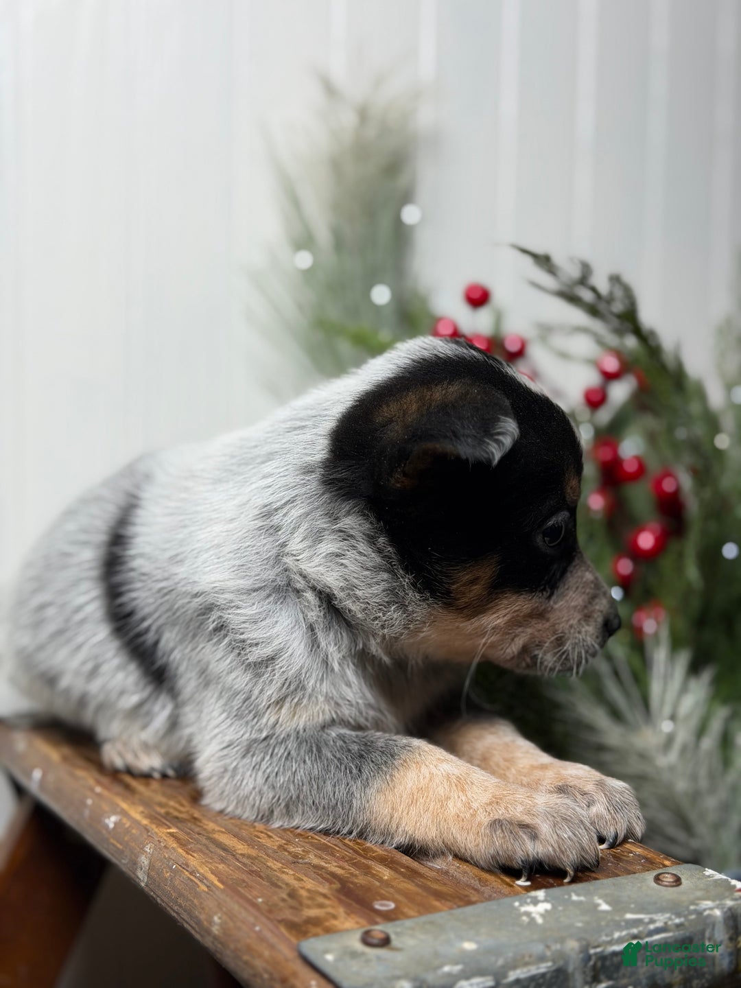 Australian Cattle Dog dogs for sale: Australian Cattle Dog Puppy 10 - Ad 4