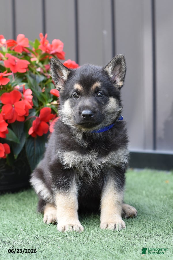 German Shepherd dogs Allison - Ad 1