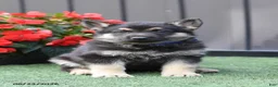 German Shepherd dogs for sale: Allison - Ad 1