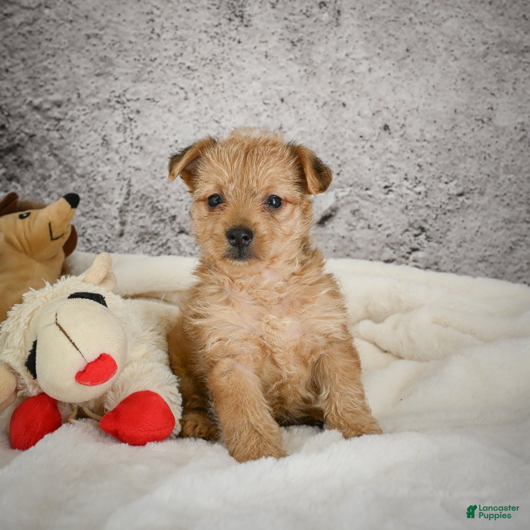 Yorkiepoo dogs Ollie - Ad 6