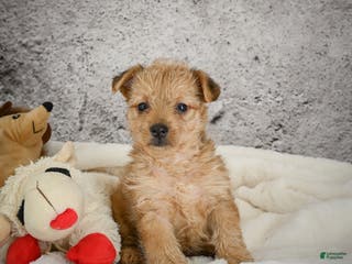 Yorkiepoo dogs Ollie - Ad 41