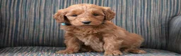 Goldendoodle dogs for sale: Goldendoodle Puppy 5 - Ad 2