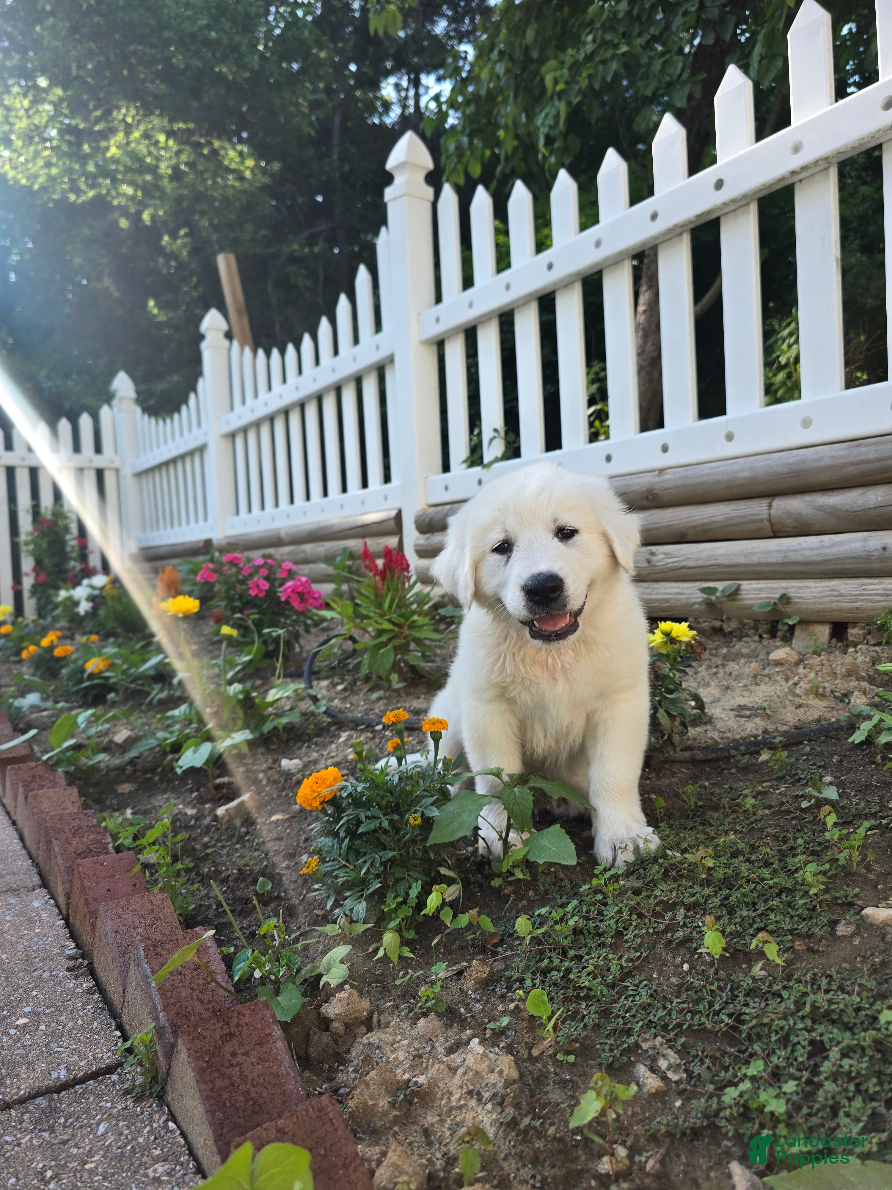 Great Pyrenees dogs Great Pyrenees Puppy - Ad 5