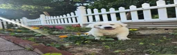 Great Pyrenees dogs for sale: Great Pyrenees Puppy - Ad 1