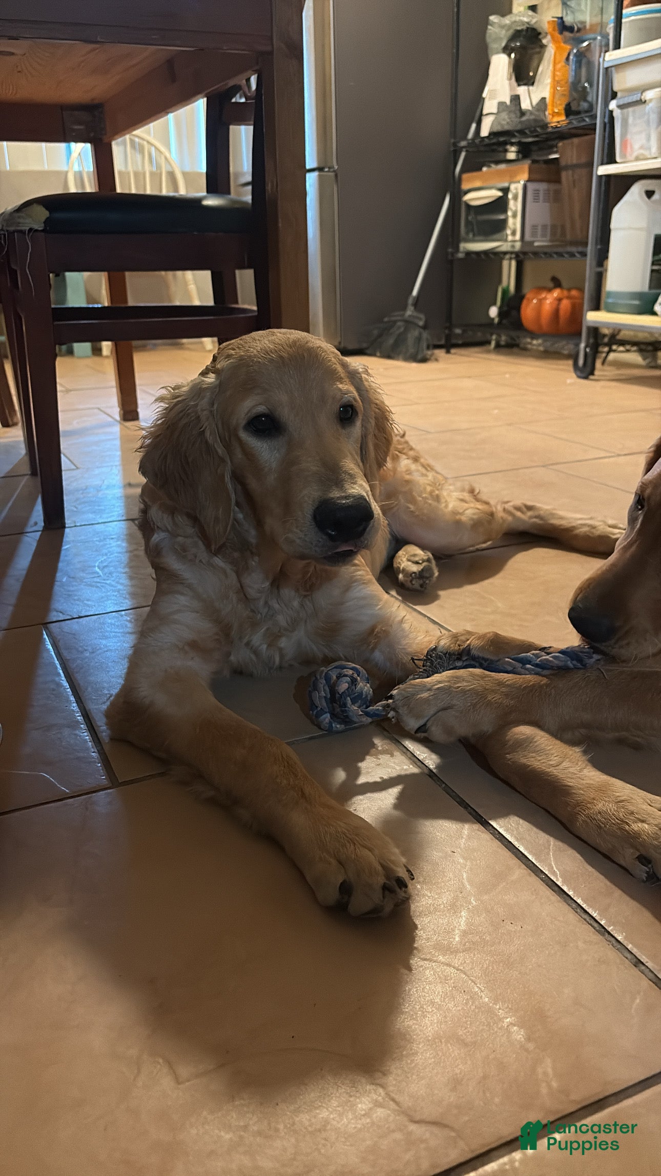 Golden Retriever dogs Golden Retriever Puppy 1 - Ad 1