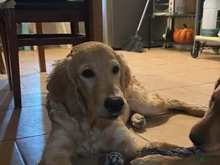 Golden Retriever dogs Golden Retriever Puppy 1 - Ad 1