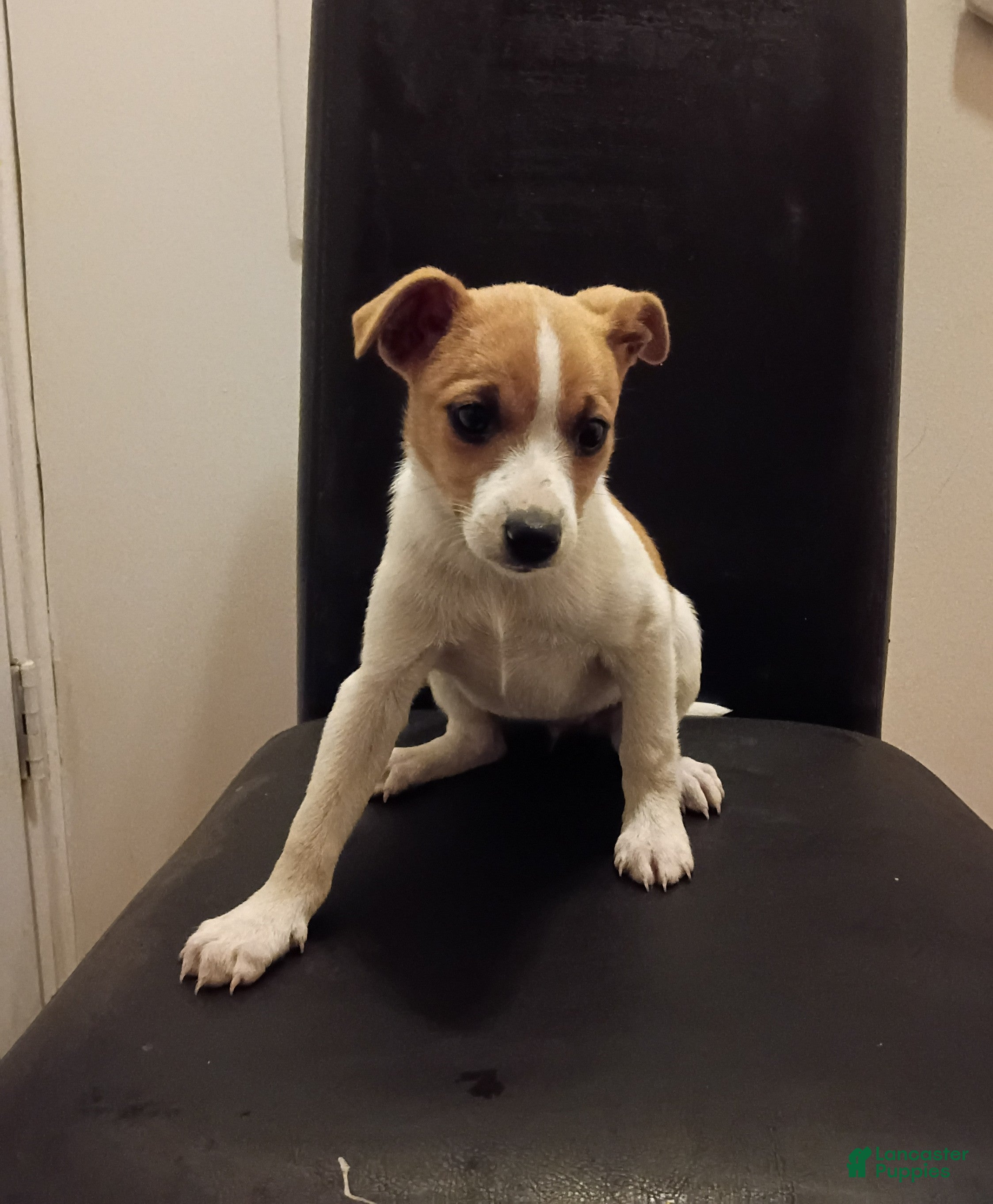 Jack Russell Terrier dogs for sale: Tracy  - Ad 1