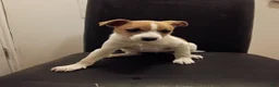 Jack Russell Terrier dogs for sale: Tracy  - Ad 1
