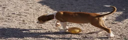 Mixed Breed dogs for sale: Doberdane Tan/Wht M - Ad 8