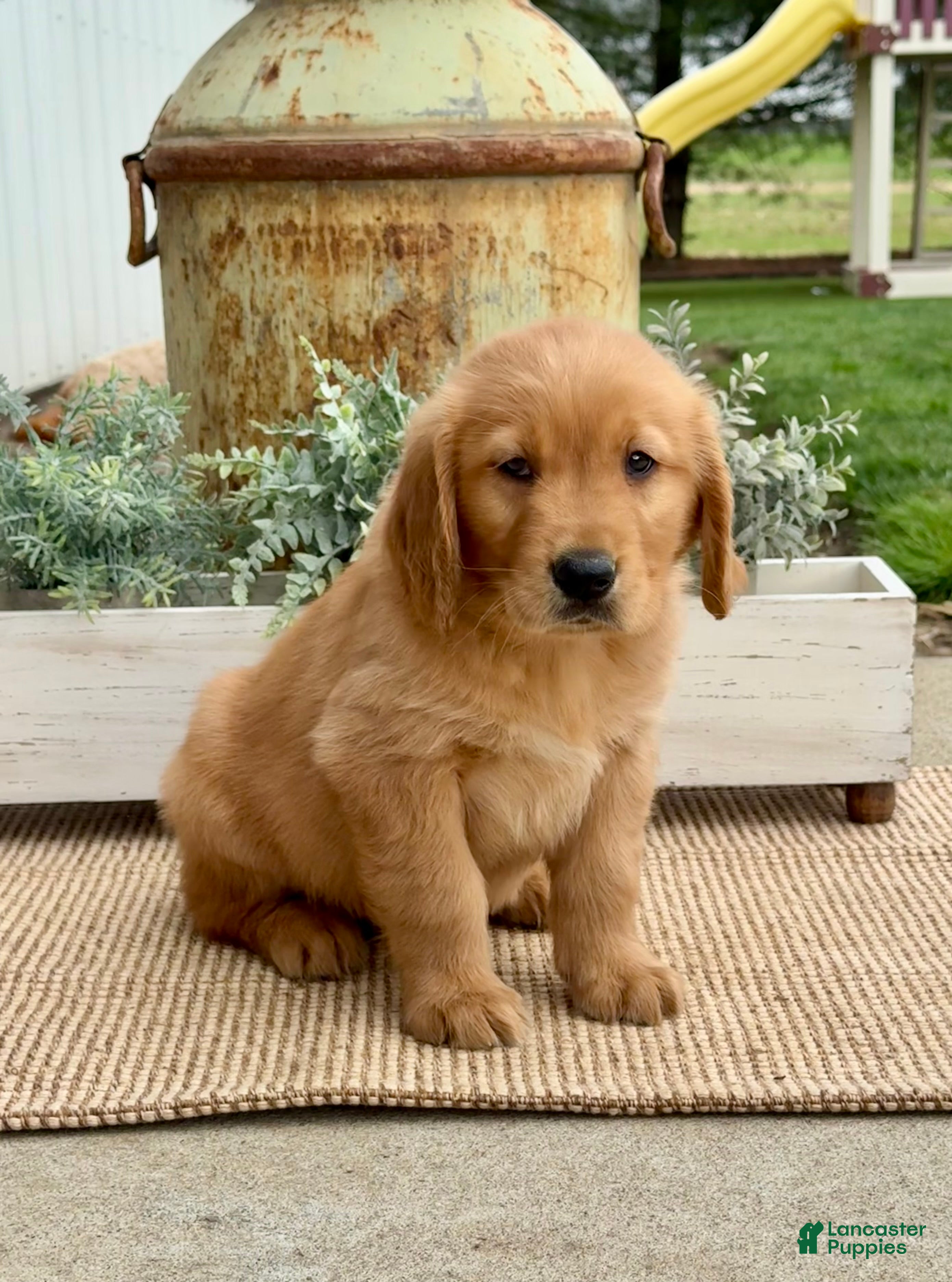 Golden Retriever dogs Gage - Ad 1