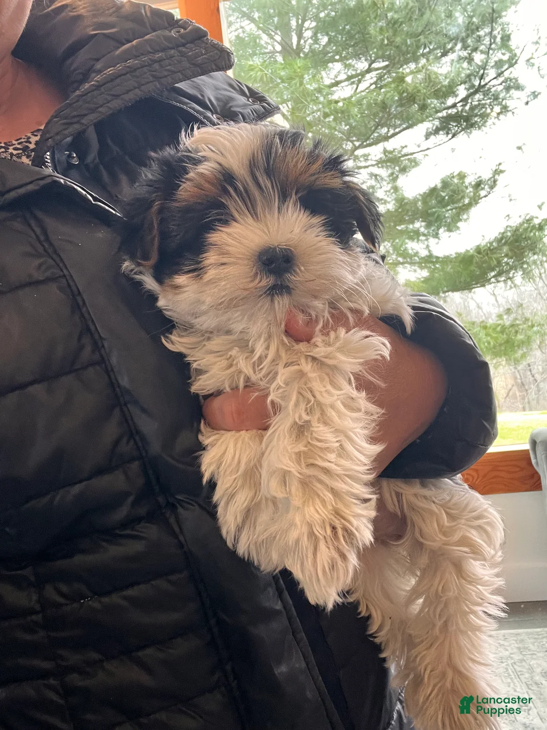 Morkie dogs for sale: Paris - Ad 2