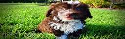 Havapoo dogs for sale: Dexter - Ad 10