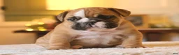 English Bulldog dogs for sale: Gucci - Ad 7