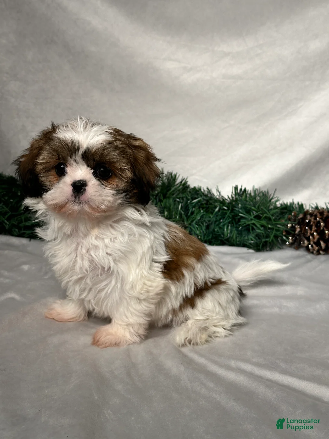 Shih Tzu dogs for sale: Luna - Ad 2