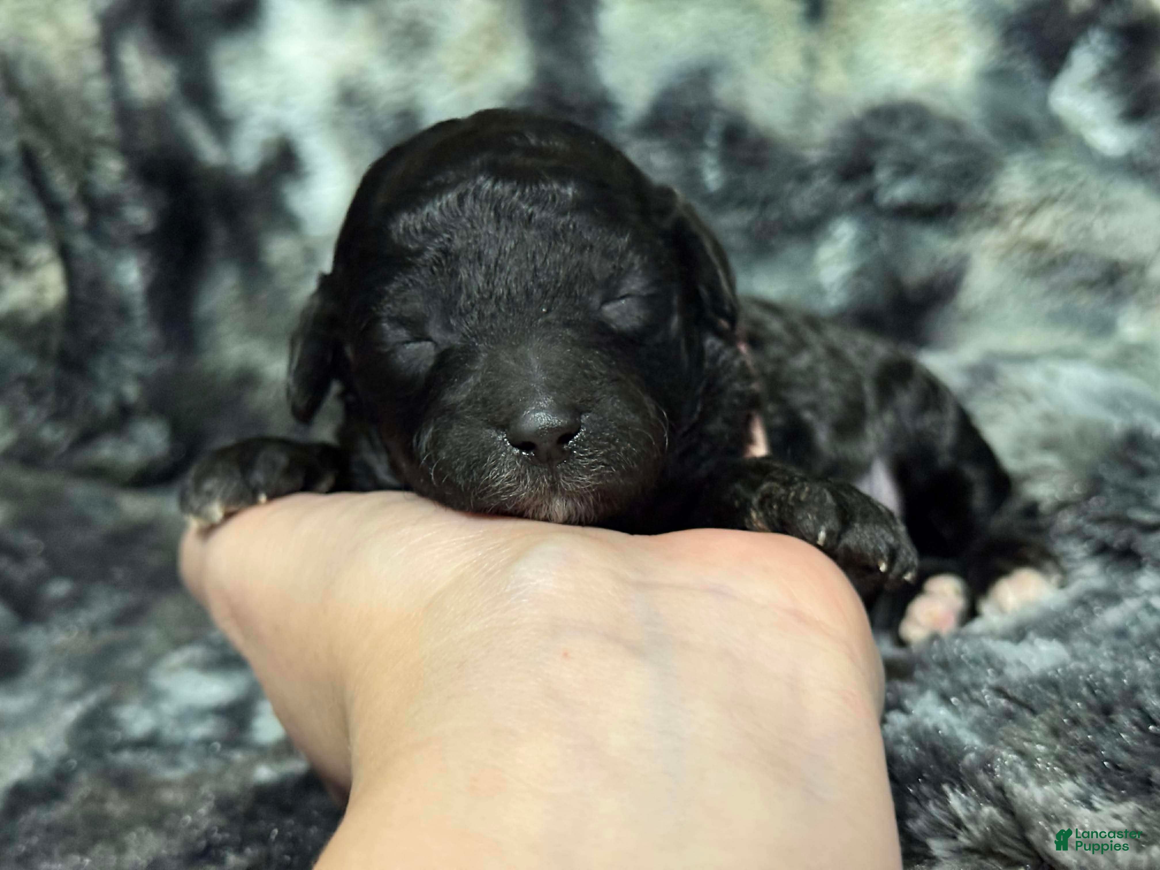 Toy Poodle dogs Piper - Ad 25