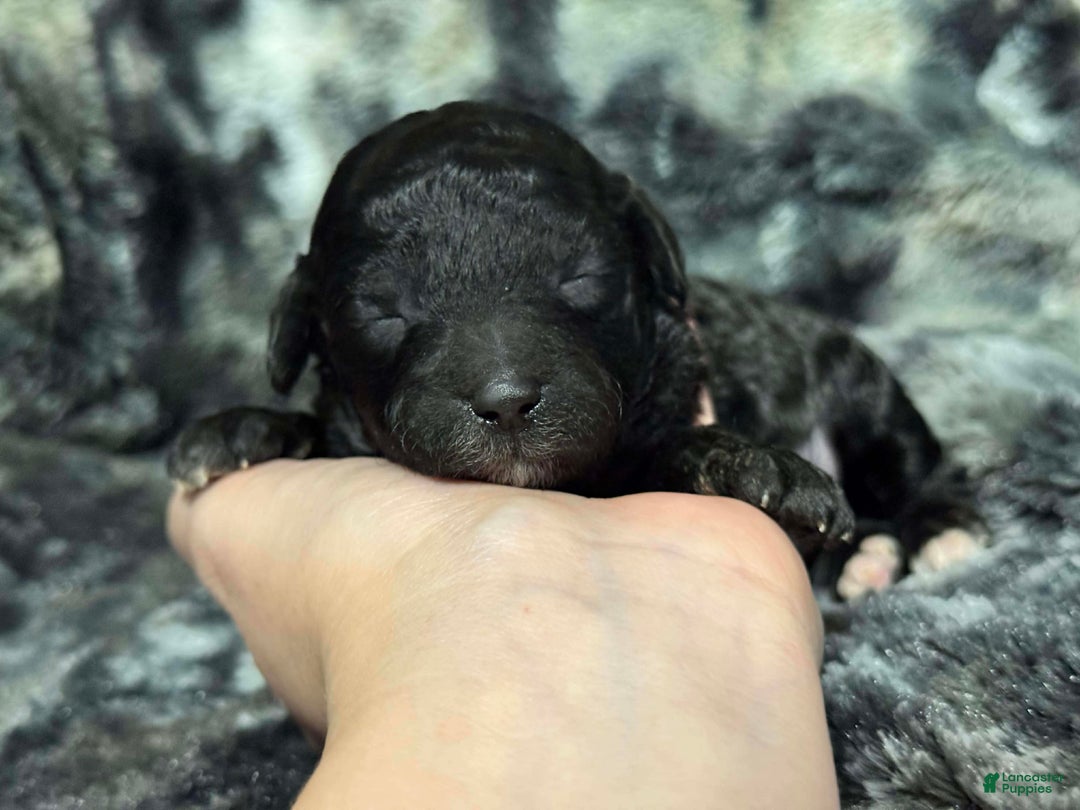 Toy Poodle dogs for sale: Piper - Ad 1