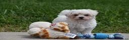 Maltipoo dogs for sale: Ace - Ad 9
