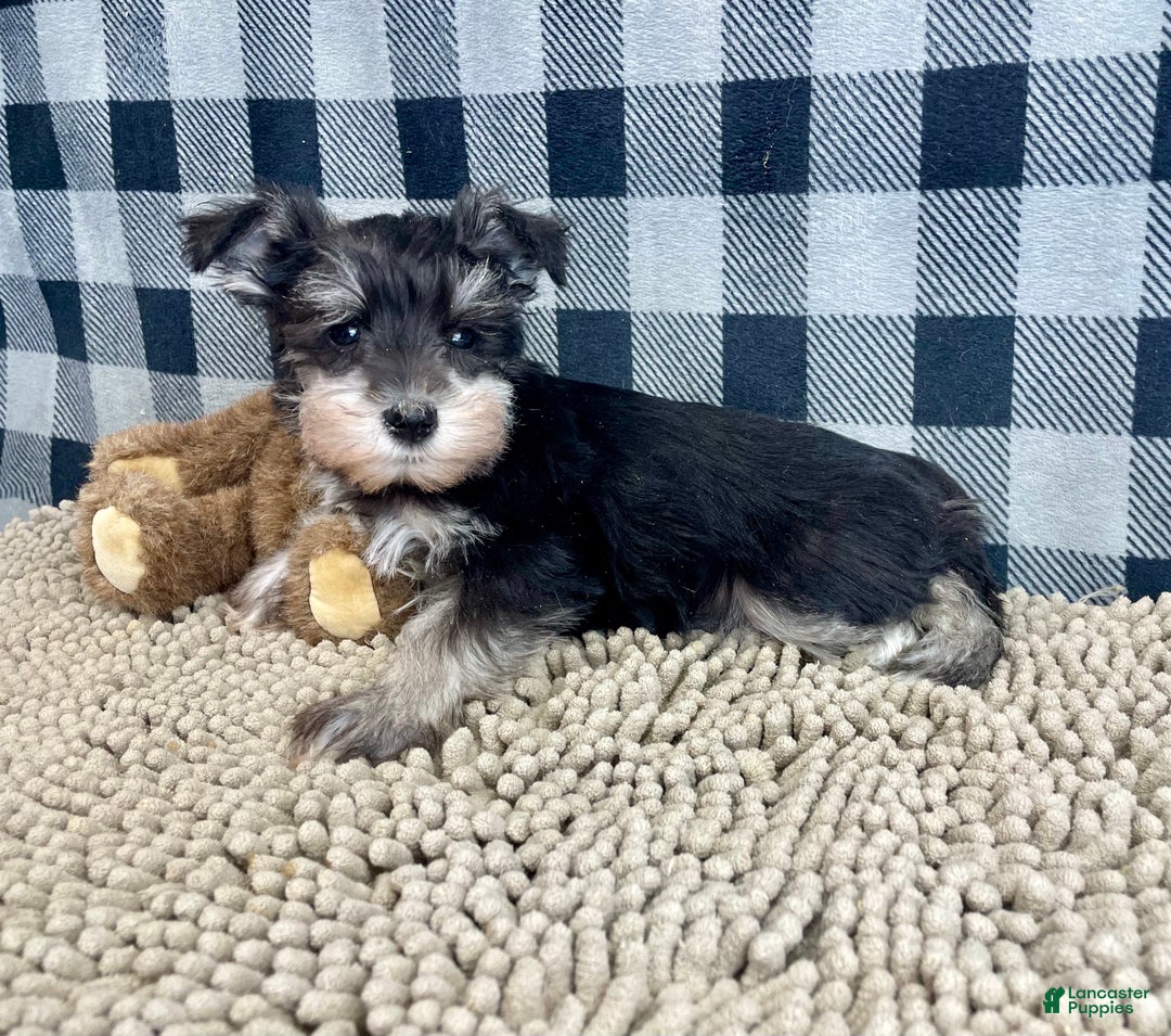 Miniature Schnauzer dogs for sale: Susie - Ad 5