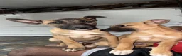 Belgian Malinois dogs for sale: Belgian Malinois 1 - Ad 6