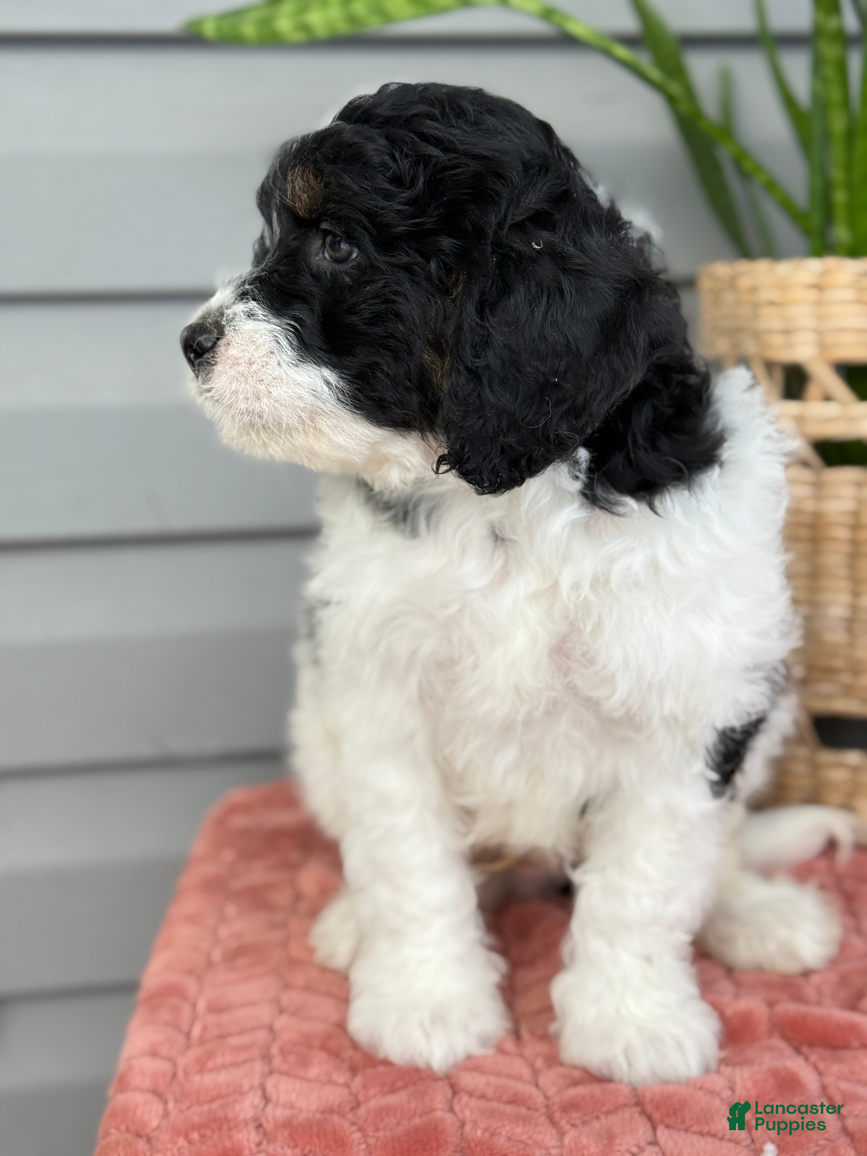 Mini Bernedoodle dogs Finn - Ad 2