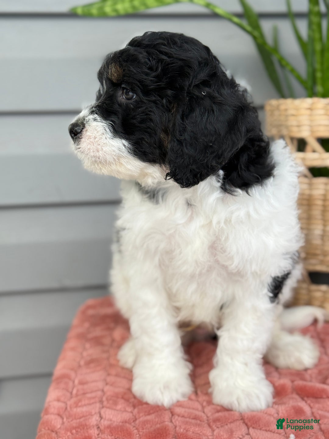 Mini Bernedoodle dogs for sale: Finn - Ad 2