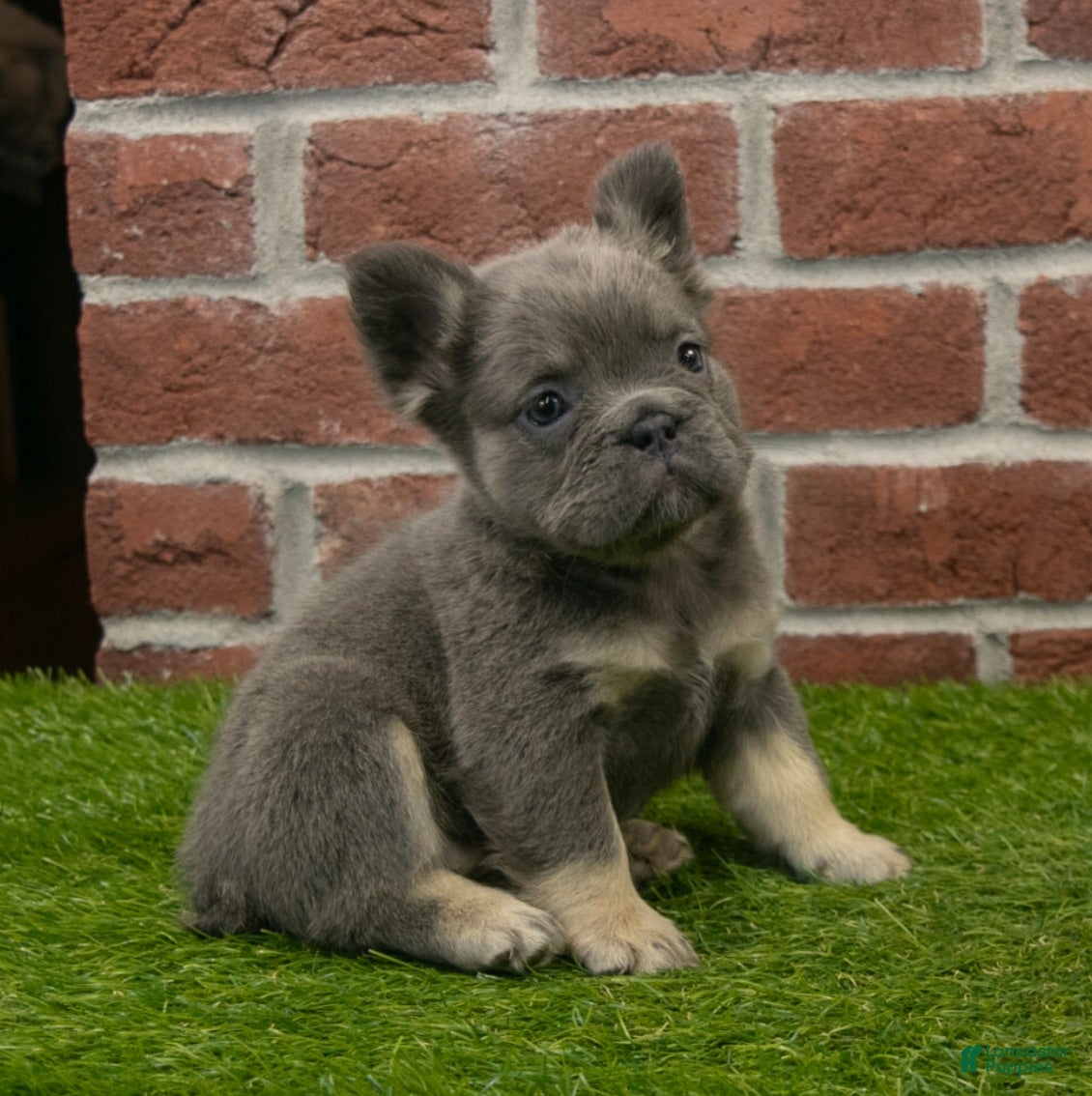 French Bulldog dogs Sandy - Ad 27