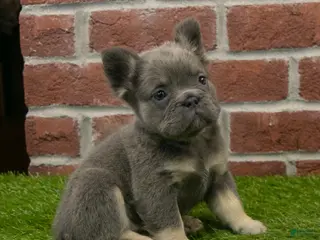 French Bulldog dogs Sandy - Ad 42