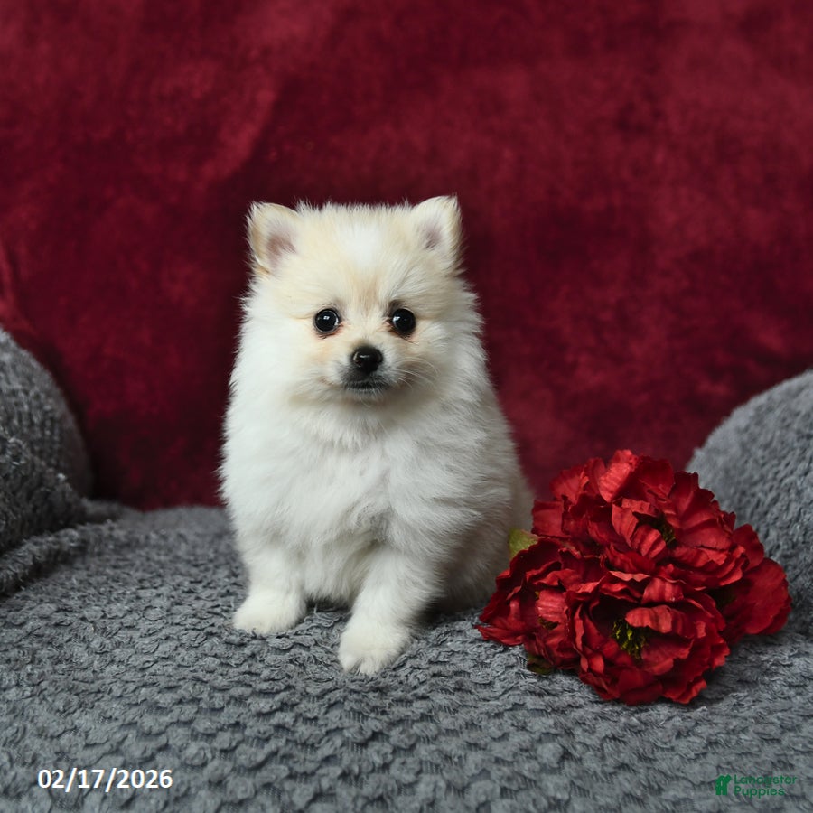 Pomeranian dogs Scout - Ad 1