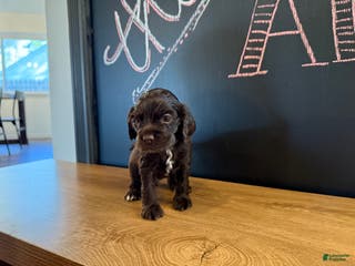 Cocker Spaniel dogs Dude - Ad 4