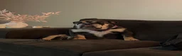 English Bulldog dogs for sale: English Bulldog 1 - Ad 21
