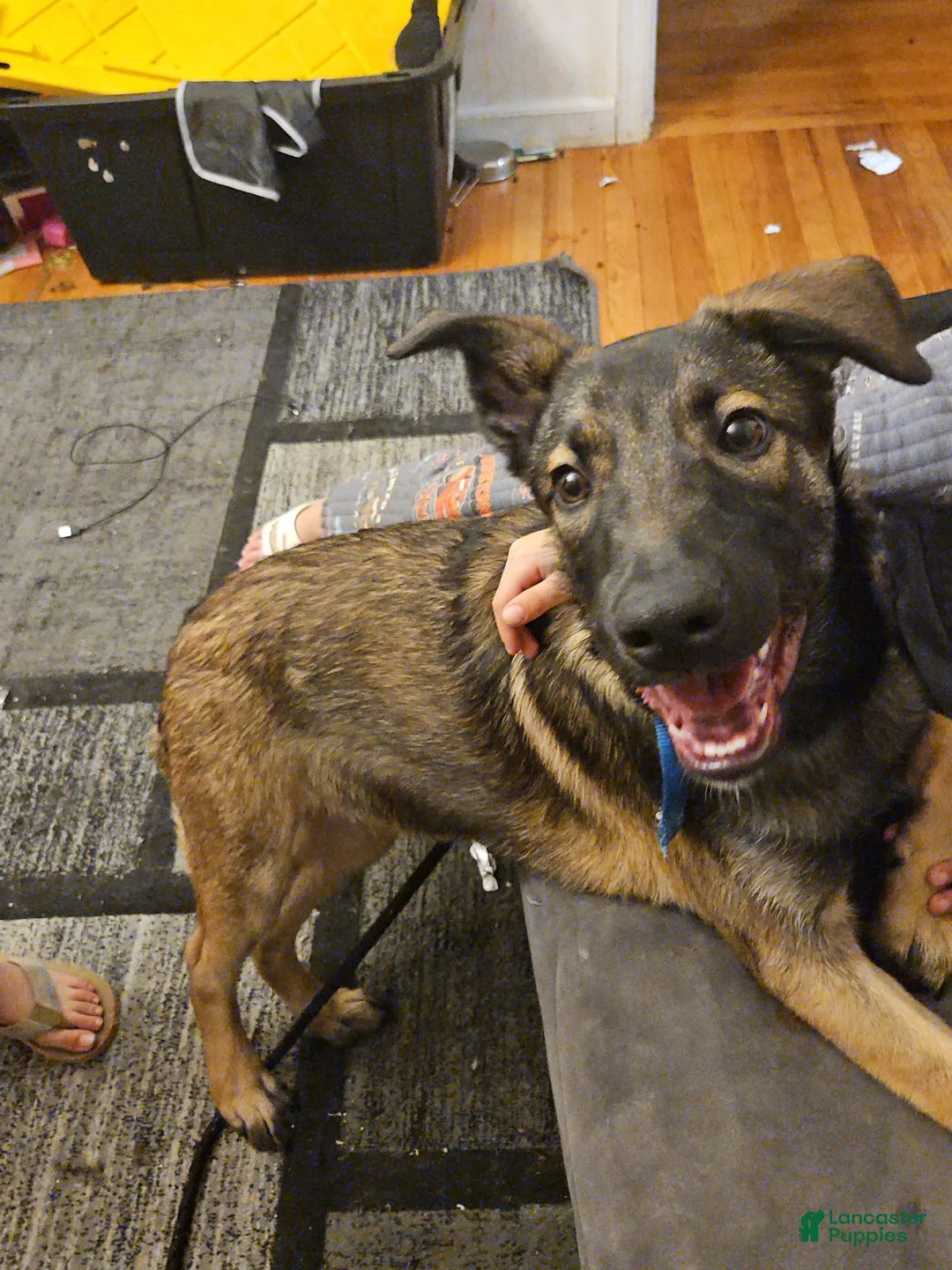 Mixed Breed dogs for sale: Mixed Breed Puppy 1 - Ad 1