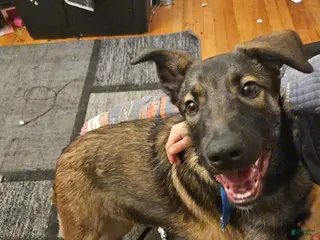 Mixed Breed dogs Mixed Breed Puppy 1 - Ad 9