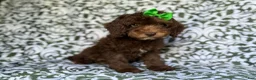 Cavapoo dogs for sale: Claire - Ad 4