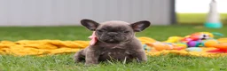 French Bulldog dogs for sale: Lucy - Ad 3