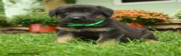 German Shepherd dogs for sale: Bruno - Ad 2