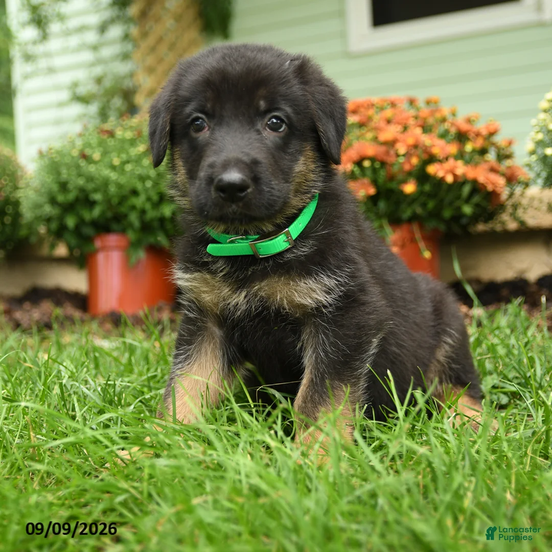 German Shepherd dogs for sale: Bruno - Ad 2