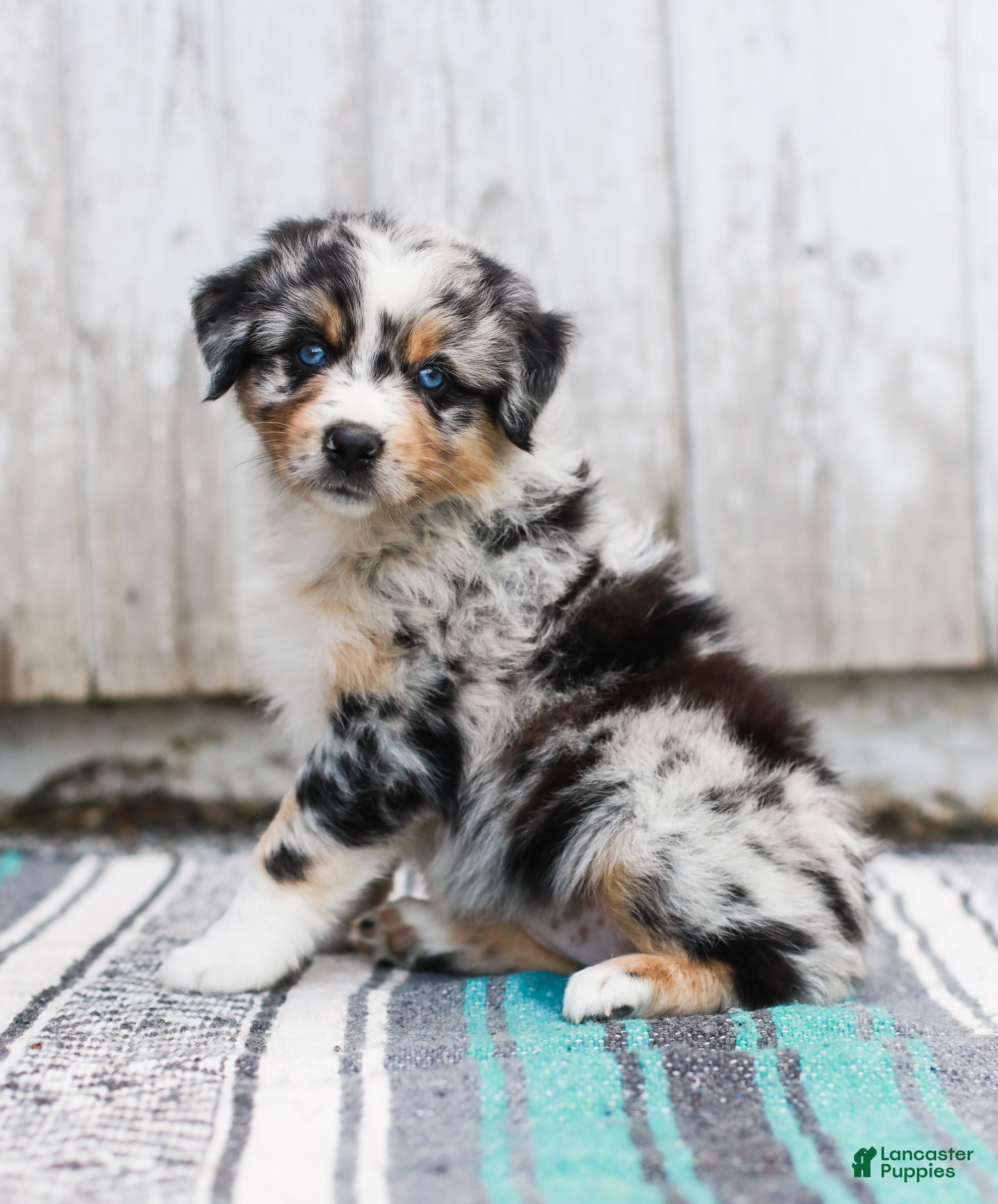 Australian Shepherd dogs for sale: Tulip - Ad 3