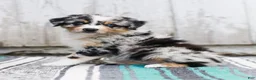 Australian Shepherd dogs for sale: Tulip - Ad 1