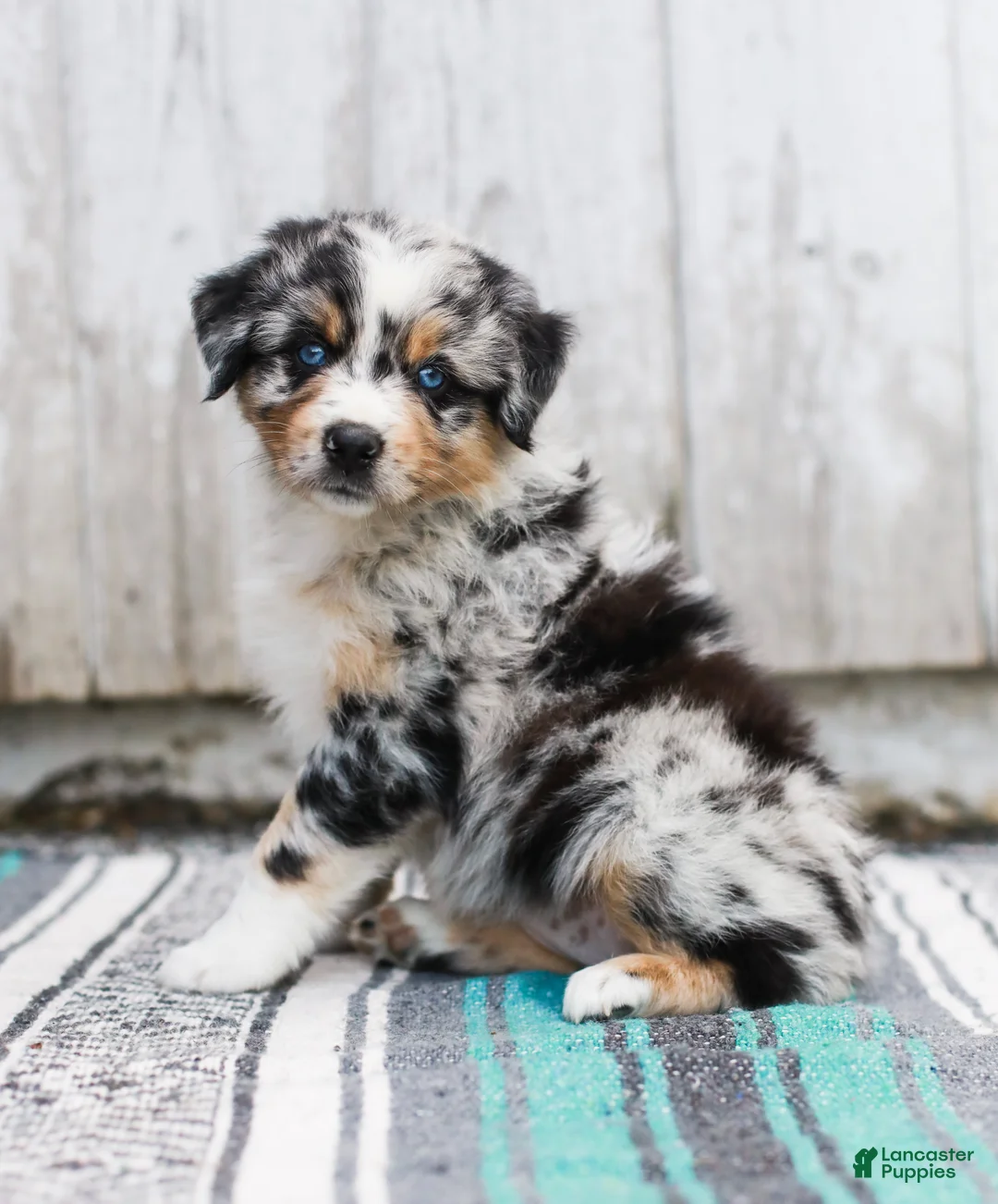 Australian Shepherd dogs for sale: Tulip - Ad 1