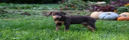 Doberman Pinscher dogs for sale: REACHEL - Ad 5