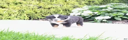Miniature Australian Shepherd dogs for sale: Archer - Ad 5