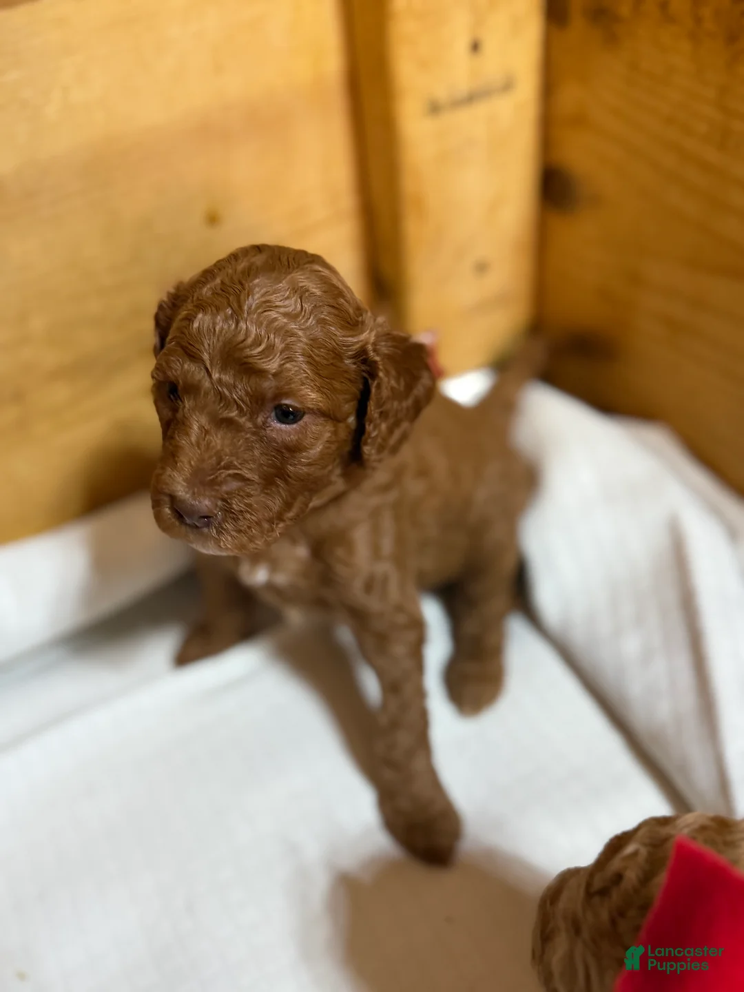 Goldendoodle dogs for sale: Goldendoodle Puppy 2 - Ad 1