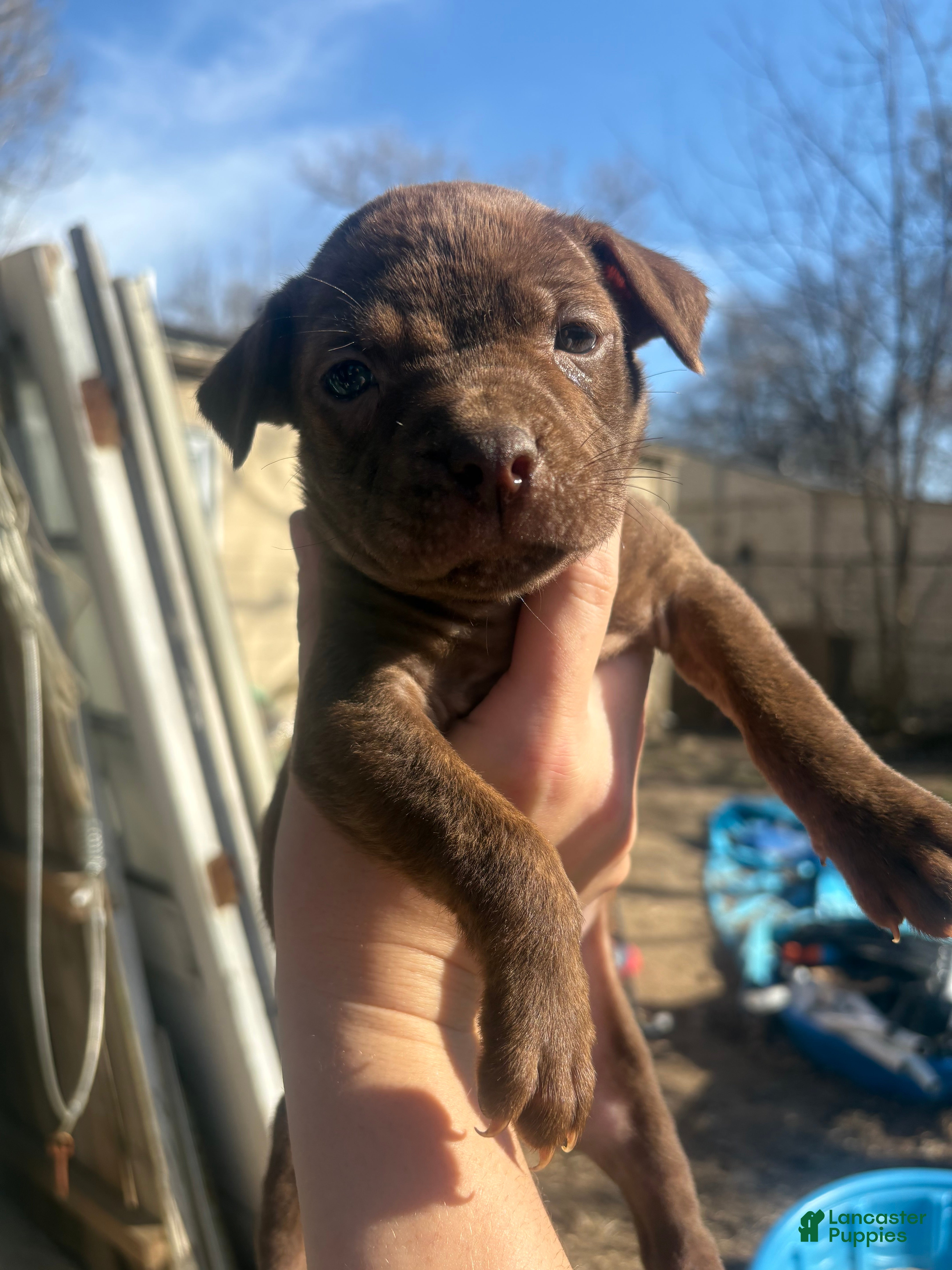 Mixed Breed dogs Mixed Breed Puppy 6 - Ad 24