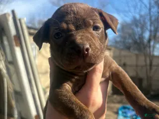 Mixed Breed dogs Mixed Breed Puppy 6 - Ad 24