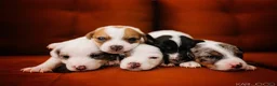 Jack Russell Terrier dogs for sale: Jack Russell Terrier 4 - Ad 11