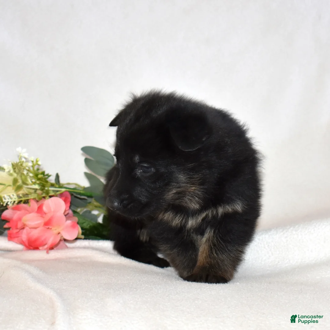 German Shepherd dogs for sale: Sky - Ad 2