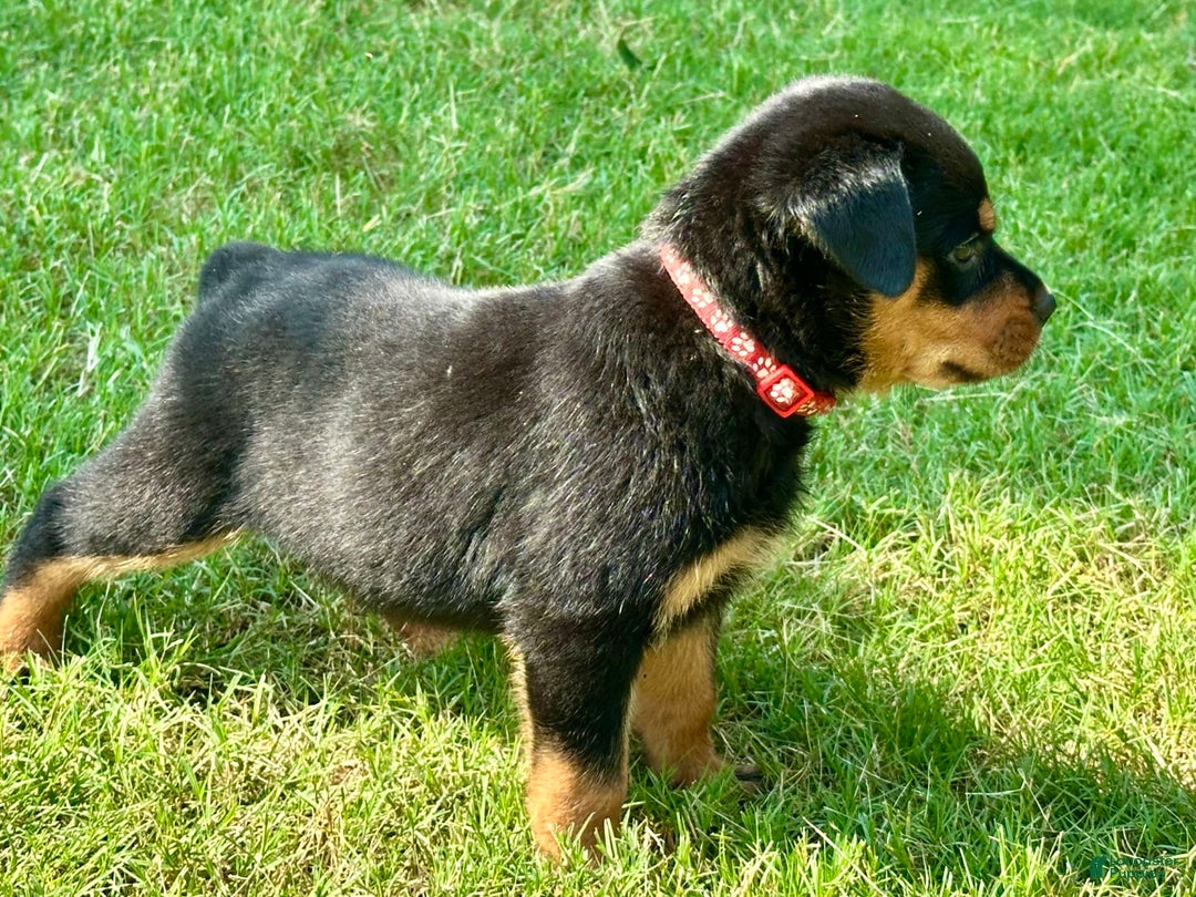 Rottweiler Dog Week Rottweiler Puppy Rottweiler Puppies For Sale
