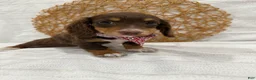Miniature Dachshund dogs for sale: Daphne - Ad 6